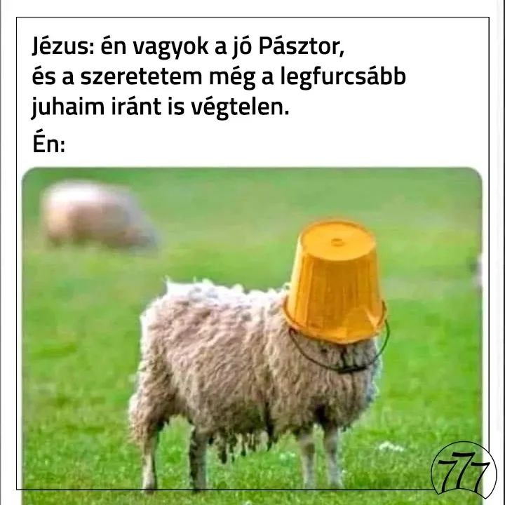 🐑 🤪Forrás: @thebestchristianmemes